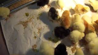 Baby Chicks Arrival Day [upl. by Bergren]