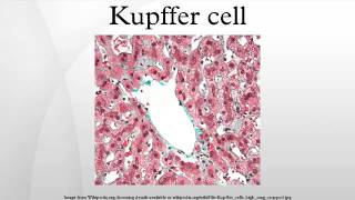 Kupffer cell [upl. by Norrabal]