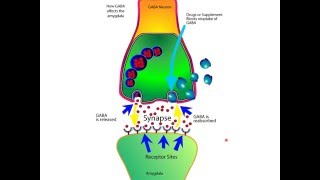 How The Neurotransmitter GABA Works For Anxiety In The Brain [upl. by Adnylg22]