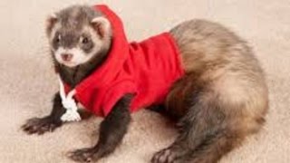 Ferret  A Funny Ferret And Cute Ferret Videos Compilation  NEW HD [upl. by Also]