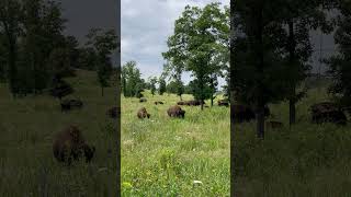 Tatanka Bison at Nachusa Grasslands nature wildlife bison [upl. by Idarb85]