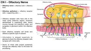 Cranial Nerve I  Olfactory Nerve  Origin Structure Function and Testing [upl. by Kyla]