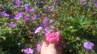 GERANIUM vivace ROZANNE 6 mois de FLORAISON [upl. by Emmerich]