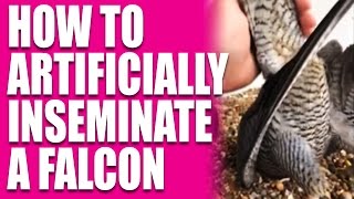 Funny how to artificially inseminate a falcon [upl. by Marie-Ann]