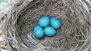 Four beautiful sea blue eggs in the American Robin nest Turdus migratorius🐦🐣🥚 bird egg spring [upl. by Lander]