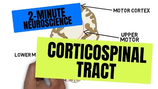 2Minute Neuroscience Corticospinal Tract [upl. by Aniat]