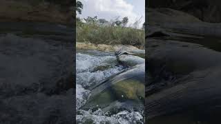 sprinkling water in Jharkhand Jharkhand nature rivers [upl. by Ettenil206]