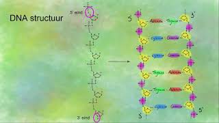 DNA replicatie en de Okazaki fragmenten [upl. by Modesty112]