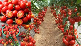 Growth and development stages of tomato plants [upl. by Anirol821]