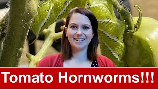 Tomato Hornworms What They Are How to Get Rid of Them [upl. by Radek]