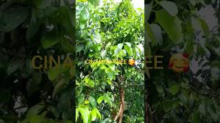 ceyloan cinamon tree කුරුදු ගස🥰🥰cinnamon tree ceylon cinnamon powder how does it grow true [upl. by Bridgette990]