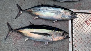 Oregon Albacore tuna fishing  Winchester bay [upl. by Afihtan]