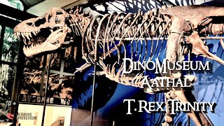 TRex Trinity im DinoMuseum Aathal [upl. by Nohtiek]