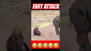 HIPPOPOTAMUS Uses FART to Defend Against LAUGHING Hyenas [upl. by Doscher65]