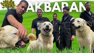 AK AYI  AKBARAN  AKBAŞ ÇOBAN KÖPEĞİ akbaş animals goat dog kangal belgesel BirolBasyigit [upl. by Adnahsal]