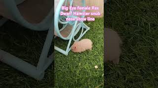 Big Eye female Rex Dwarf Hamster snub nose show line hamstershortvideo cute hamsterbabys [upl. by Yesrej]