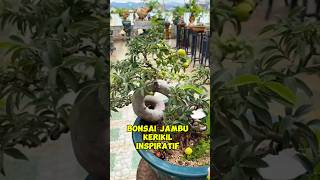 Bonsai jambu kerikil inspirasibonsai [upl. by Kit]