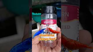 ORNAMENTAL SHRIMPS FEED 🦐🦐 ornamentalshrimps shrimp shrimpbreeding shrimpfeed marorn [upl. by Iline256]