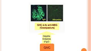 GNEC Physiopathologie partie 01 [upl. by Aiyn]