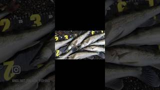 Une pêche de dingue  7 sandre 1 perche 🎣👉🏼 france perch pike fishing short zander [upl. by Akirret]