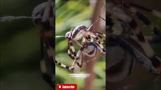 Orb Weaver SPIDER Takes Down Insect Prey spider orbweaver animalshorts [upl. by Hawken938]