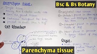 Parenchyma Tissue Structure And Functions  Parenchyma Types  Class Bsc Botany [upl. by Letty]