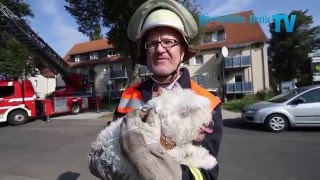 Feuerwehr rettet Hund von Dach 110915 [upl. by Eniamrahc589]