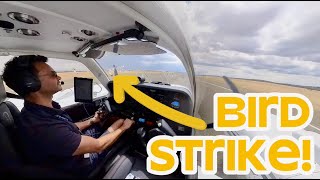 Birdstrike in a G58 Baron [upl. by Jp]