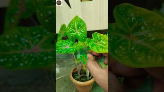 Caladium bicolorelephant ear plant care and propagation at home shorts youtubeshorts [upl. by Aleksandr]