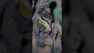 The charismatic treefrog hidden calling frogsounds [upl. by Hulbig44]