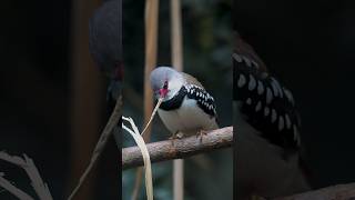 Diamond Firetail bird birds natureandbirdssoundsrelaxingmusic nature beautifulbirds [upl. by Koller317]