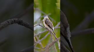 Indian Silverbill  Save Birds Savebirds savenature shortvideo birds nature [upl. by Alford]