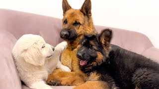 German Shepherd Reaction to Puppies Playing [upl. by Gavrah742]