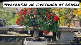 Pyracantha or Firethorn as Bonsai [upl. by Yanahc]