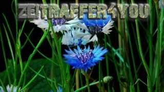 Kornblume Zyane Centaurea cyanus Timelapse Zeitraffer cornflower [upl. by Llorrac]