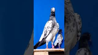 pigeon charimaripigeons kabootar hashimmahmoodpigeons zahidpigeonclub rajabfamily [upl. by Hersch]