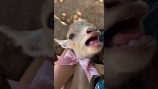 Different little goats call mom goat goatsfaming cuteanimal farming cutefarmanimal cutegoat [upl. by Llirred]