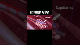 Respiratory systemRespiratory pathway [upl. by Mariam]