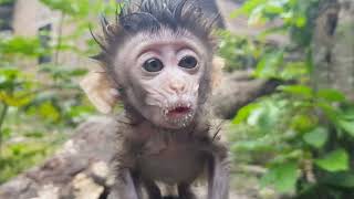 📢 hungry baby monkey  primates  adventure  wild life [upl. by Laks]