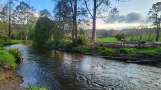 Quick flick at my local Creek in Noojee [upl. by Ahcim768]