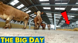 Moving Day Into The New Shed For All Our Cows [upl. by Auohp]