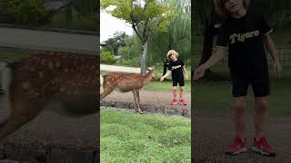 Bowing deers of Nara nara bowing deer deers japantravel travelfamily [upl. by Crandell]