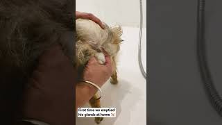 How to Empty your dog’s glands at home [upl. by Ewall]