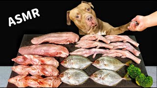 ASMR MUKBANG PITBULL EATING RAW FOODS [upl. by Tnahs]