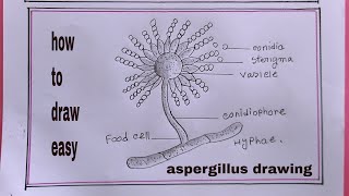 how to draw aspergillus easydraw aspergillus diagram [upl. by Siduhey848]