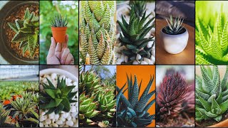 HAWORTHIA VARIETIES  Plants Weekly [upl. by Rebe]