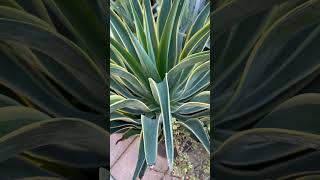 Landscape plant Agave desmettiana variegata quotVariegated Smooth Agavequot [upl. by Nwahs]