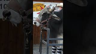 Mongo The Bull cody rodeo wyoming shorts bull animals [upl. by Desirae]