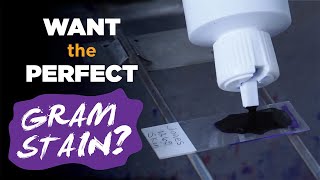 How to prepare the perfect Gram stain  Gram staining procedure [upl. by Cheke]