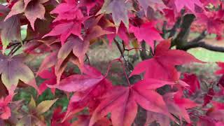 Stunning view of Westonbirt Arboretum naturelovers nature arboretum colour [upl. by Jori]